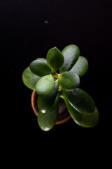 Money tree on a black background in a small clay pot