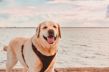 A fawn Labrador Retriever in a harness smiles with its tongue against the background of the ocean. Travel the world with a dog