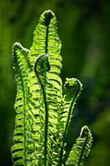 green ferns on a green background