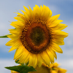 Sunflowers against the blue sky