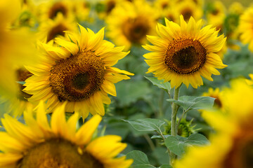The field of solar sunflowers