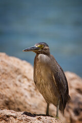 Butorides sundevalli sits on the reef. Red Sea. Egypt