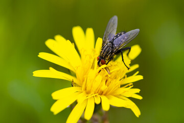 bee on yellow flower