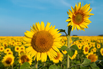 Sunflowers against the blue sky
