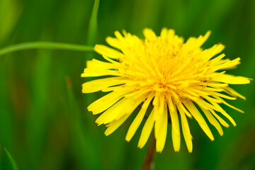 dandelion on green background