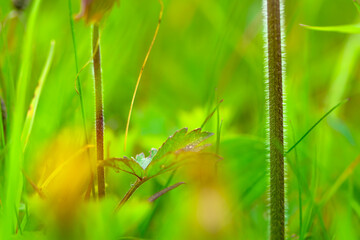 green grass with dew