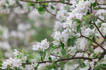 Fototapeta na wymiar Abundantly blooming apple tree. Flowers of the apple tree. Cloudy spring day.