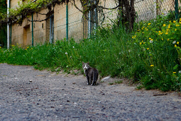Naklejka na ściany i meble Cute cat walking a town street