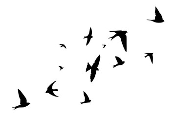The silhouette of flying swallows. Vector illustration