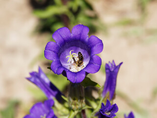 (Campanula medium) Gros plan sur fleurs de campanule carillon au bord ourlé de couleur bleu...