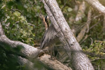 Fischreiher , Graureiher am fluss, putzt sich, freier wildbahn, natur, im freien, outside, Pelecaniformes, Aves