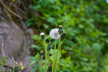Green dandelion in the summer forest