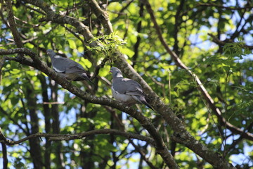 Two large pigeons on a tree branch 