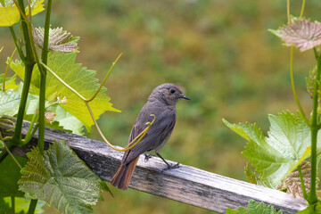 Hausrotschwanz Phoenicurus ochruros  Singvogelart   Fliegenschnäpper Muscicapidae Passeriformes Passeri Saxicolinae Phoenicurus