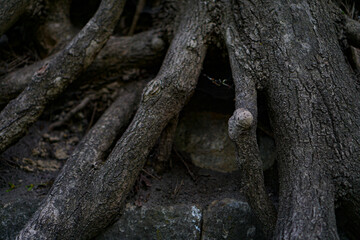 Massive tree roots in the summer forest