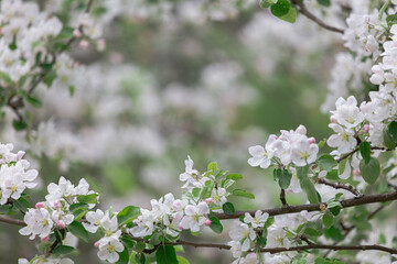 Abundantly blooming apple tree. Flowers of the apple tree. Cloudy spring day.