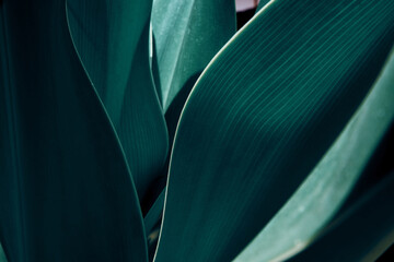 Green tropical plant close-up. Abstract natural floral background Selective focus, macro. Flowing...