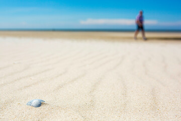 Old weathered white seashell on a sandy beach