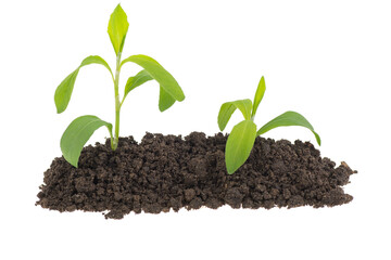 Two young green sprouts in the ground on a white background, isolated.