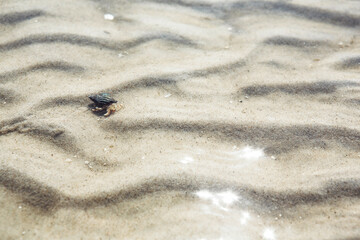 Fototapeta na wymiar Hermit crab on rippling white beach sand