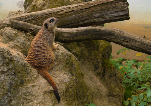 Suricata procurando predadores de forma a tentar proteger a sua fam&iacute;lia. Esta foto foi tirada no zool&oacute;gico de Bratislava, onde &eacute; uma das esp&eacute;cies protegidas.
