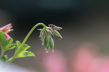 insecta natur green blume makro frühling close up