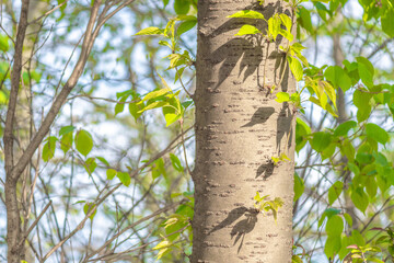Single tree trunk in light forest