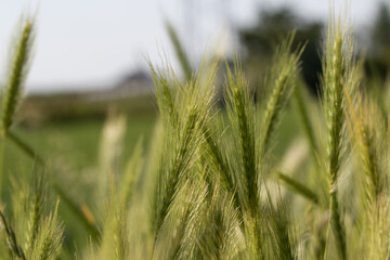 Green wheat ears in field
