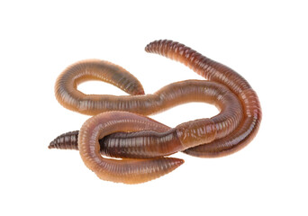Earthworms on a white background, isolated.