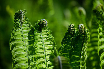 green ferns on a green background