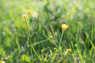 Beautiful yellow wildflowers blooming on a background of green grass