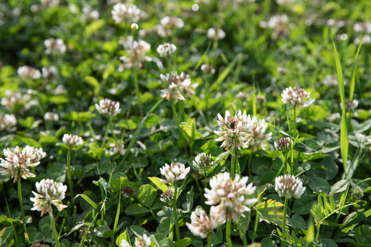 White clover in the field