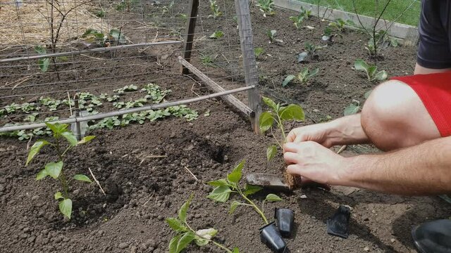 Home gardening - Close up and time lapse of mini hot pepper transplant being planted in back yard garden.
