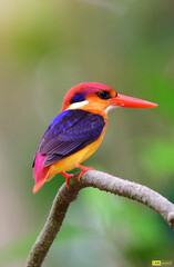 The Oriental dwarf kingfisher (Ceyx erithaca), also known as the black-backed kingfisher or three-toed kingfisher, is a species of bird in the family Alcedinidae. A widespread resident of lowland.