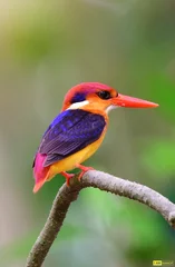 Fotobehang IJsvogel The Oriental dwarf kingfisher (Ceyx erithaca), also known as the black-backed kingfisher or three-toed kingfisher, is a species of bird in the family Alcedinidae. A widespread resident of lowland.  © tee262