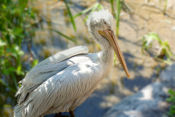 A pelican bird by a water hole. Close up image side view.