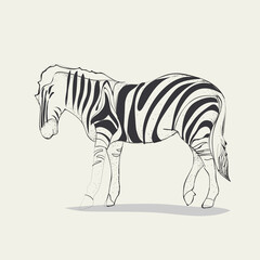 zebra vector, Eps 10