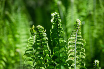 green ferns on a green background