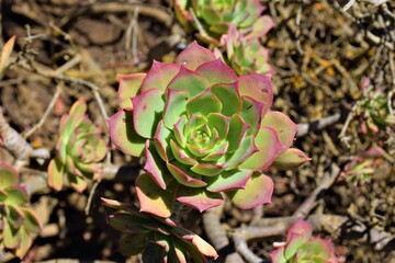 aeonium 