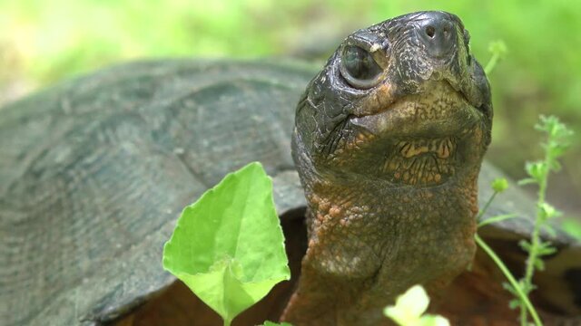 Extreme closeup of the head and face of an endangered wood turtle in a West Virginia forest.