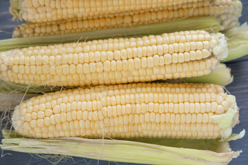 Raw corn close-up. Harvest corn on a farm, vegetable garden.