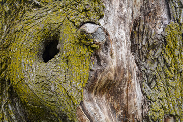 Textured close-up of tree, bark with moss, black hole and knots.