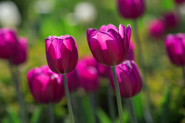 Purple tulips on colorful blurry background. Selective focus.