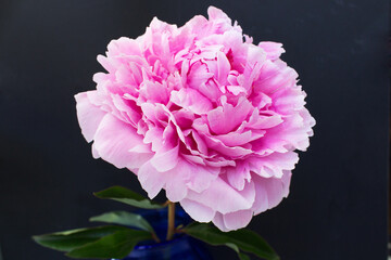 Pink bright color flower peony on black background woman beauty bloom love romance concept