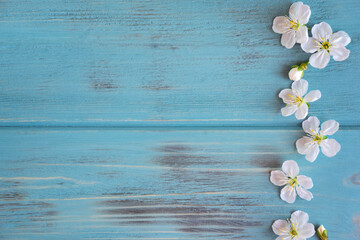 White spring flowers on a blue wooden background with a place for inscription. Spring frame for text. Banner with white flowers.