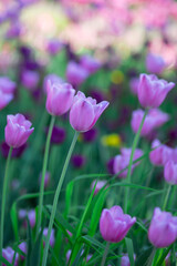 Lilac tulips on colorful blurry background. Selective focus.