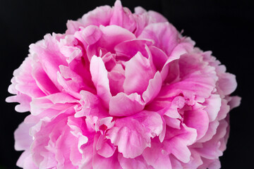 Macro peony pink petals flower texture on black background sweet love birthday wedding card 