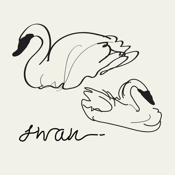 Swan Vector drawing, Eps 10