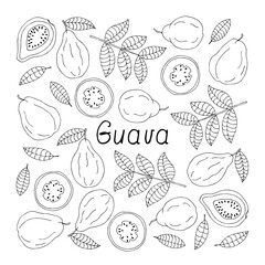Fototapeta na wymiar Guava lettering. Hand drawn poster. Stock vector illustration.