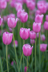 Field of pink tulips in spring on a sunny day. Selective focus, blurred background